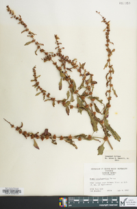 Rumex conglomeratus image