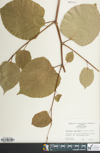 Reynoutria japonica image