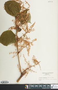 Reynoutria japonica image