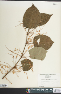 Reynoutria japonica image