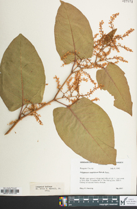 Reynoutria japonica image