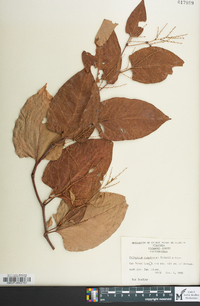 Reynoutria japonica image