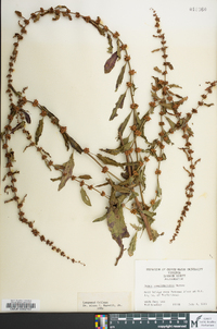 Rumex conglomeratus image