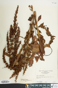 Rumex obtusifolius image