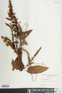 Rumex obtusifolius image