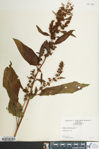 Rumex obtusifolius image