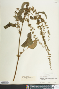 Rumex obtusifolius image