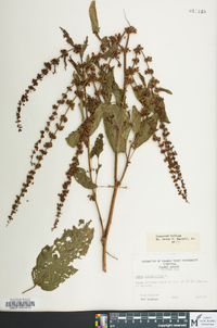 Rumex obtusifolius image