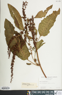 Rumex obtusifolius image