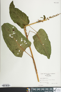 Rumex obtusifolius image