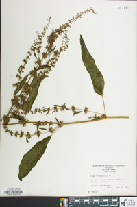 Rumex obtusifolius image