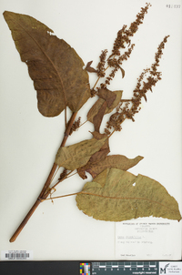 Rumex obtusifolius image