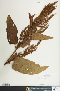 Rumex obtusifolius image