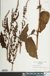 Rumex obtusifolius image