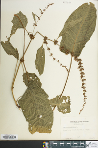 Rumex obtusifolius image