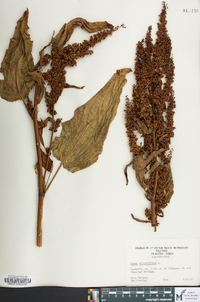 Rumex obtusifolius image