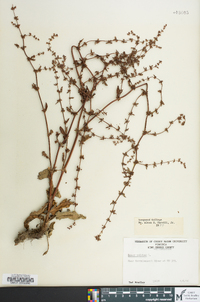 Rumex pulcher image