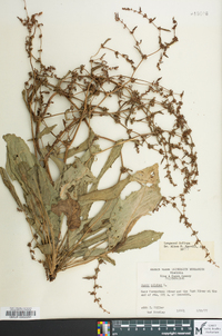 Rumex pulcher image