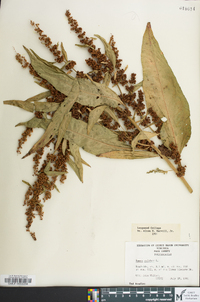 Rumex pulcher image