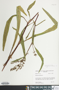 Rumex verticillatus image