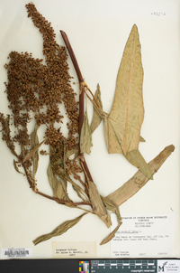 Rumex verticillatus image