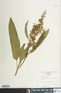 Rumex verticillatus image