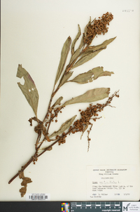 Rumex verticillatus image