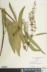 Rumex verticillatus image