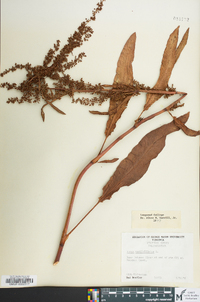 Rumex verticillatus image