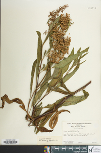 Rumex verticillatus image