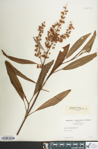 Rumex verticillatus image