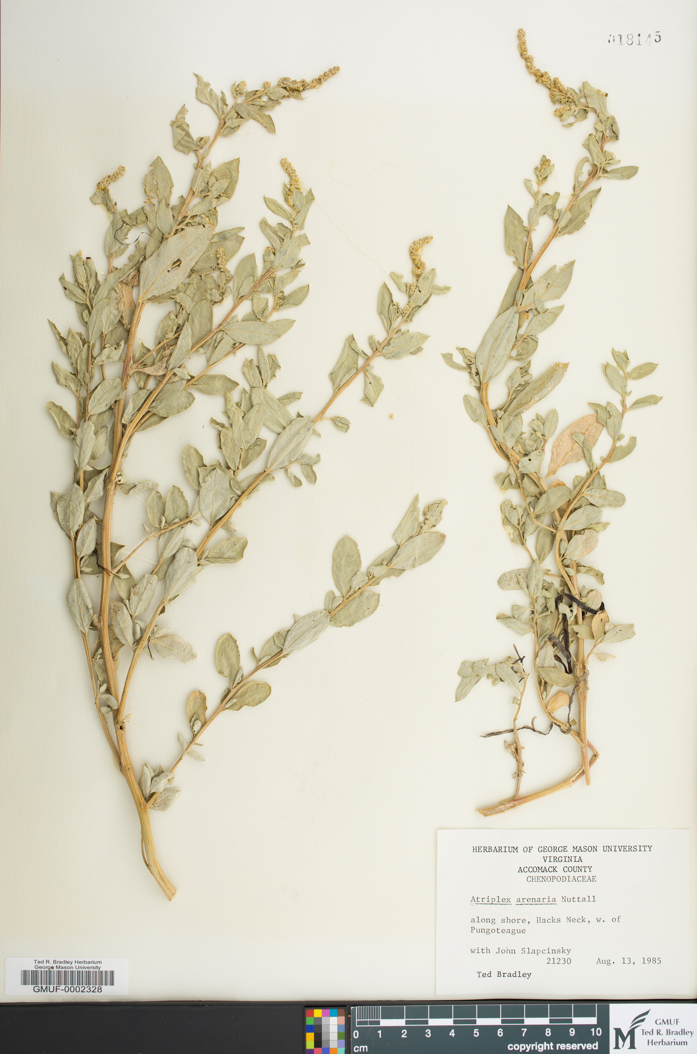 Atriplex mucronata image