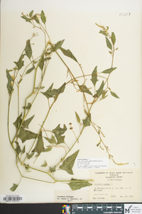 Atriplex patula image