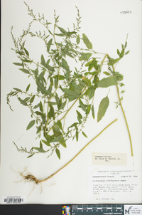 Chenopodium standleyanum image