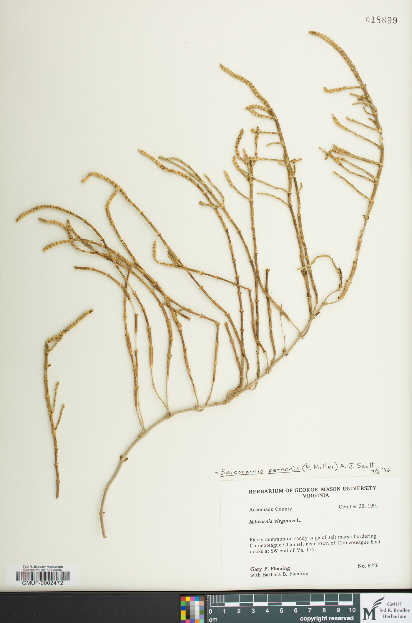 Sarcocornia pacifica image