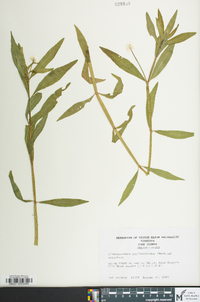 Alternanthera philoxeroides image