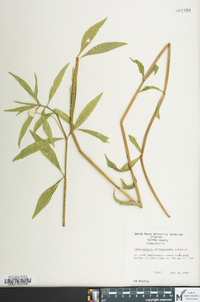 Alternanthera philoxeroides image