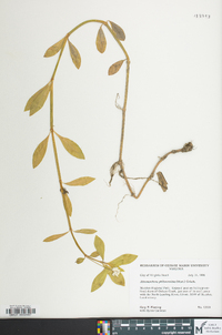 Alternanthera philoxeroides image