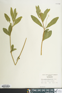 Alternanthera philoxeroides image