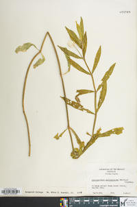 Alternanthera philoxeroides image