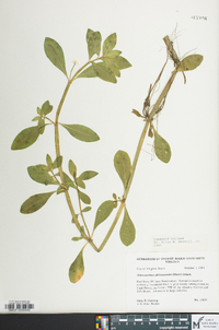 Alternanthera philoxeroides image