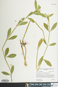 Alternanthera philoxeroides image