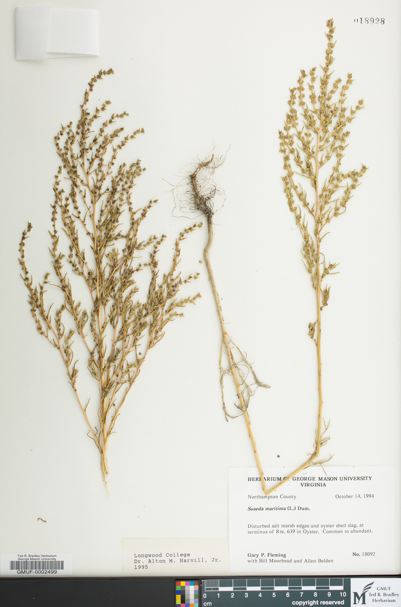 Suaeda maritima image