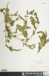 Amaranthus hybridus image