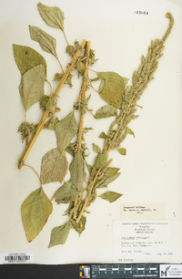 Amaranthus hybridus image