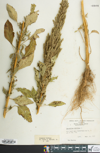 Amaranthus hybridus image