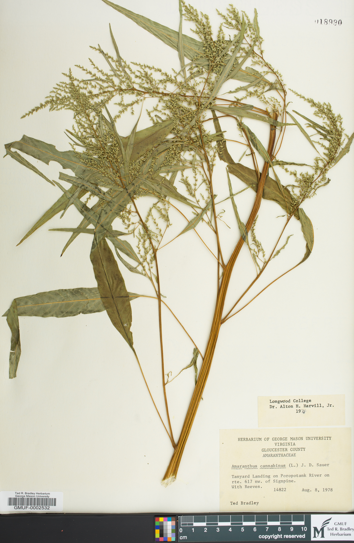 Amaranthus cannabinus image