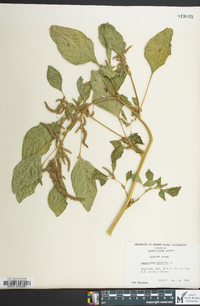 Amaranthus hybridus image