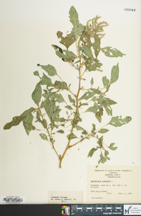 Amaranthus spinosus image