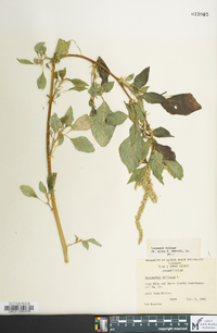 Amaranthus spinosus image